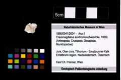 Foto (Objekt + Etikett) von Cracensigillatus acutirostrus (Moericke, 1889)  (NHMW-GEO-1990-0041-2634)